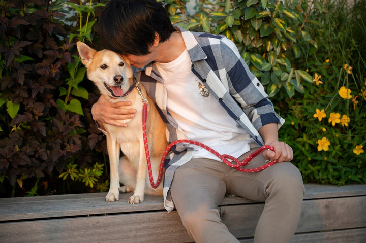 SAFE PET LEASHES AND HARNESS COLLECTION
