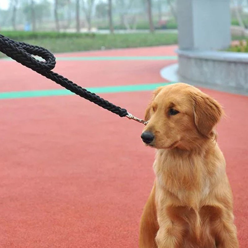 Eight Strand Braided Pet Walking Leash Durable Rope Lead