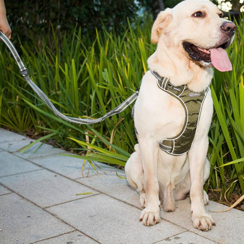 Pet Fluorescent Elastic Retractable Safety Leash Walking Control