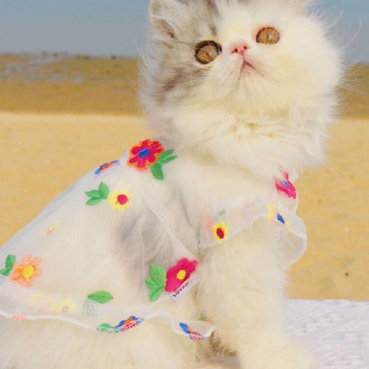 Pet Mesh Embroidery Floral Dress Elegant Summer Wear