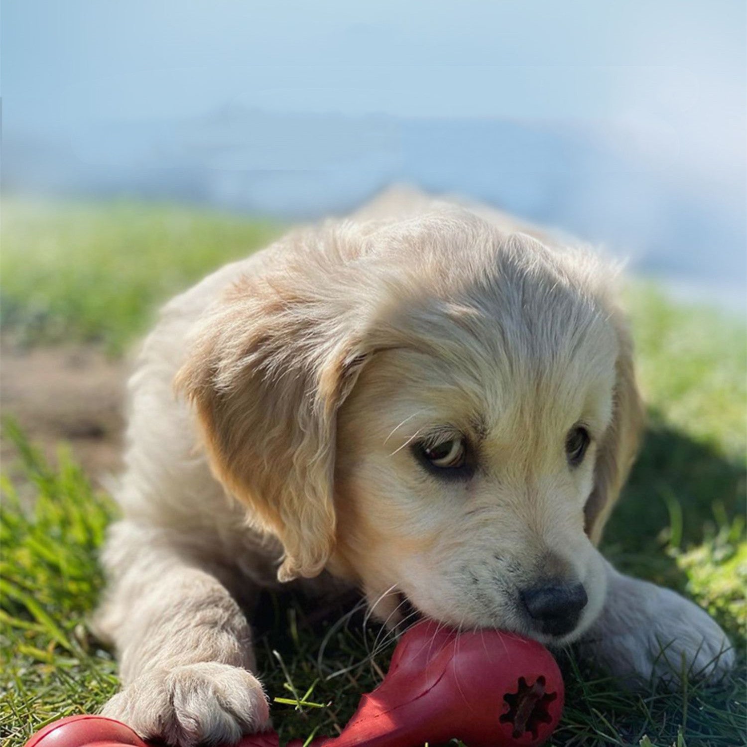 Bite Resistant Rubber Pet Grinding Chew Toy